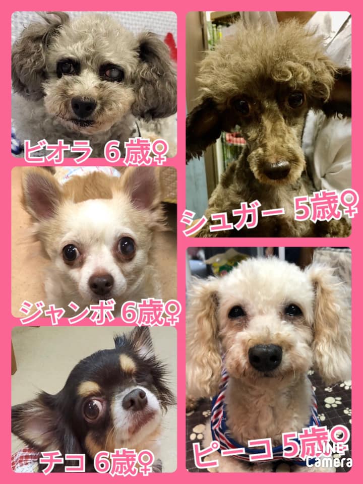 🐾今日の里親様募集中ワンコ🐶メンバーです🐾2020,9,6